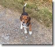 Beagle