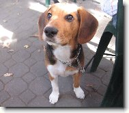 Beagle