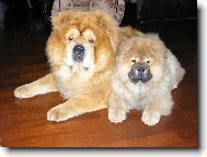 Chow Chow