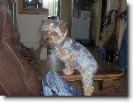 Jorkrsk terier, Yorkshire Terrier,