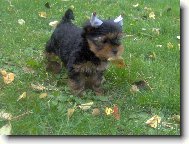 Jorkrsk terier, Yorkshire Terrier,