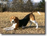 Beagle