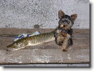 Jorkrsk terier, Yorkshire Terrier,