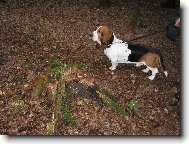 Basset Hound