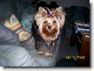 Jorkrsk terier, Yorkshire Terrier,