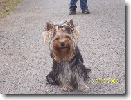 Jorkrsk terier, Yorkshire Terrier,