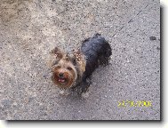 Jorkrsk terier, Yorkshire Terrier,