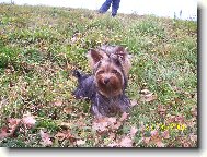 Jorkrsk terier, Yorkshire Terrier,