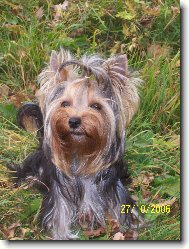 Jorkrsk terier, Yorkshire Terrier,