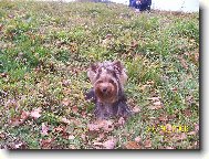 Jorkrsk terier, Yorkshire Terrier,