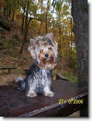 Jorkrsk terier, Yorkshire Terrier,