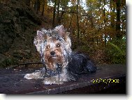 Jorkrsk terier, Yorkshire Terrier,