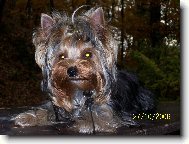 Jorkrsk terier, Yorkshire Terrier,