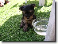 Jorkrsk terier, Yorkshire Terrier,