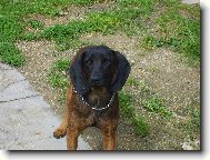 Bayriswcher Gebirgsschweisshund, Bavarian Mountain Scenthound