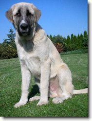 Anatolian Shepherd Dog, Anatolian Karabash Dog