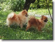 Deutscher spitz - Zwerspitz, German Spitz - Pomeranian