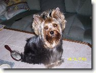 Jorkrsk terier, Yorkshire Terrier,