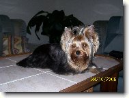 Jorkrsk terier, Yorkshire Terrier,