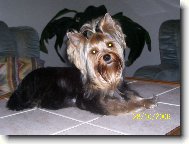 Jorkrsk terier, Yorkshire Terrier,