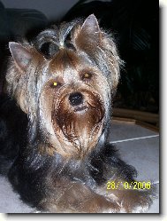 Jorkrsk terier, Yorkshire Terrier,