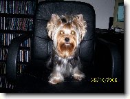 Jorkrsk terier, Yorkshire Terrier,