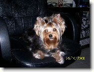 Jorkrsk terier, Yorkshire Terrier,