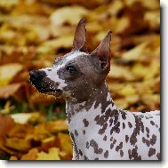 American Hairless Terrier