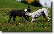 American Hairless Terrier