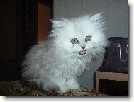 Persian cat