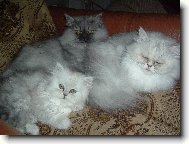 Persian cat