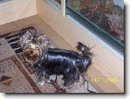 Jorkrsk terier, Yorkshire Terrier,