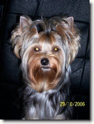 Jorkrsk terier, Yorkshire Terrier,