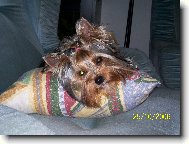 Jorkrsk terier, Yorkshire Terrier,