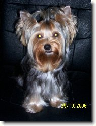 Jorkrsk terier, Yorkshire Terrier,