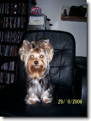 Jorkrsk terier, Yorkshire Terrier,