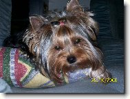 Jorkrsk terier, Yorkshire Terrier,