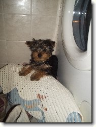 Jorkrsk terier, Yorkshire Terrier,