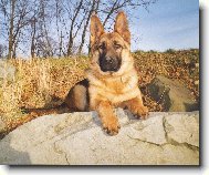 German Shepherd Dog