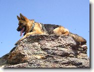 German Shepherd Dog