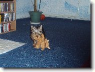 Jorkrsk terier, Yorkshire Terrier,