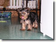 Jorkrsk terier, Yorkshire Terrier,