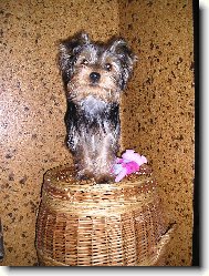 Jorkrsk terier, Yorkshire Terrier,