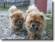 Chow Chow