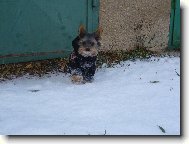 Jorkrsk terier, Yorkshire Terrier,