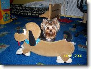 Jorkrsk terier, Yorkshire Terrier,