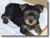 Jorkrsk terier, Yorkshire Terrier,