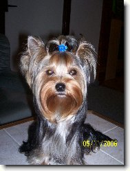 Jorkrsk terier, Yorkshire Terrier,