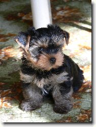 Jorkrsk terier, Yorkshire Terrier,