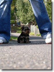 Jorkrsk terier, Yorkshire Terrier,